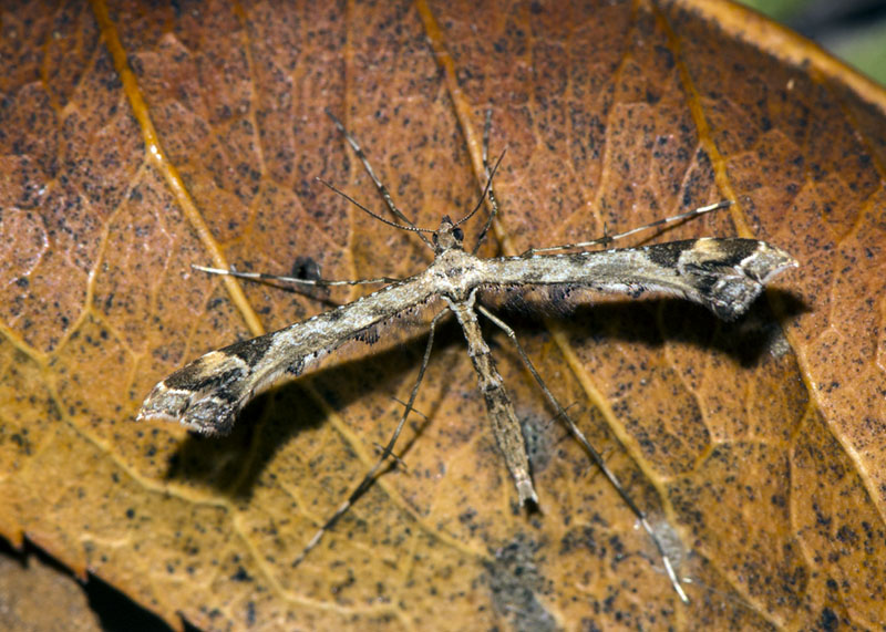 Pterophoridae; Amblyptilia acanthadactiyla